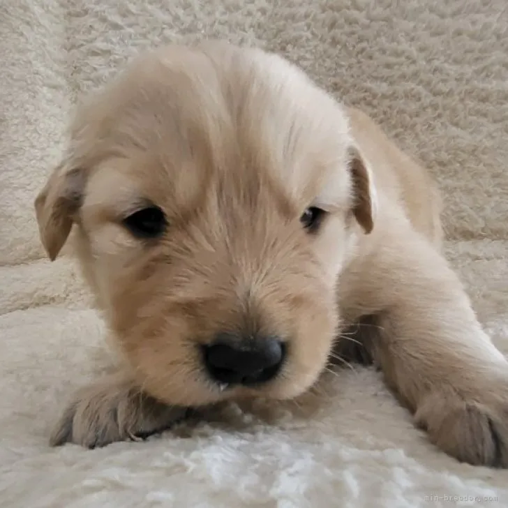 アユミ 様のお迎えした子犬