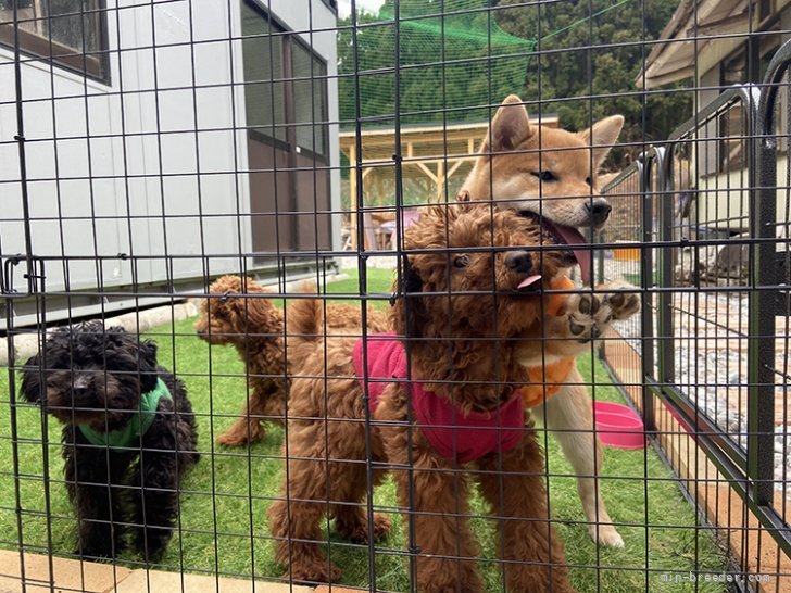 西出　育夫(にしで　いくお)ブリーダー(三重県・柴犬など・JKC/kc登録)の紹介写真3