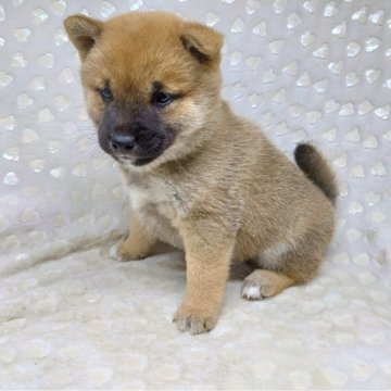 柴犬(標準サイズ)【三重県・女の子・2024年10月7日・赤】の写真「柴でも小柄で、かわいい女の子♥️」