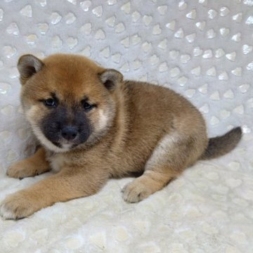 柴犬(標準サイズ)【三重県・女の子・2024年10月7日・赤】の写真「柴でも、小柄でかわいい💞」