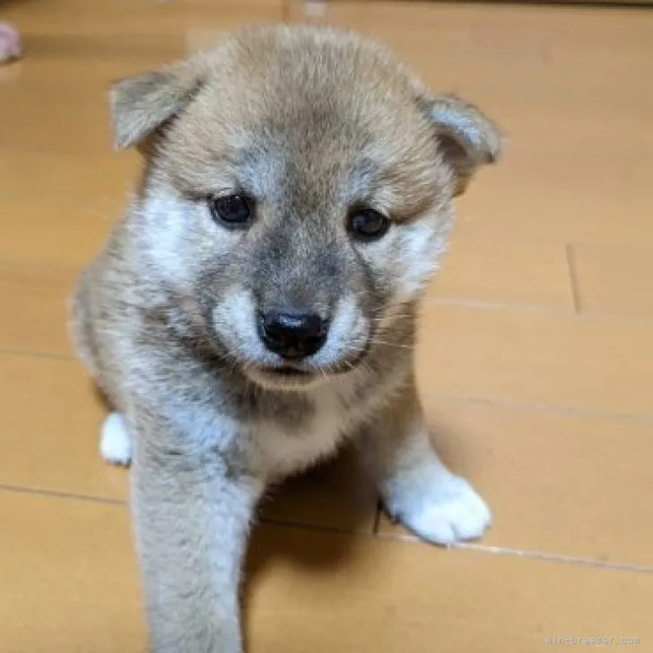 柴犬(標準サイズ)【三重県・男の子・2023年7月28日・赤】の写真1