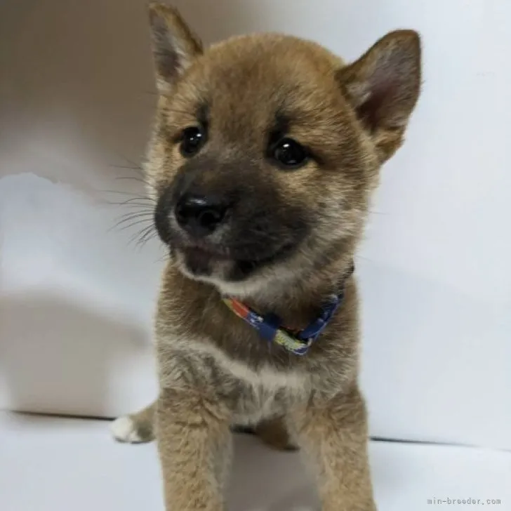 柴犬(標準サイズ)【三重県・男の子・2023年7月28日・赤】の写真1