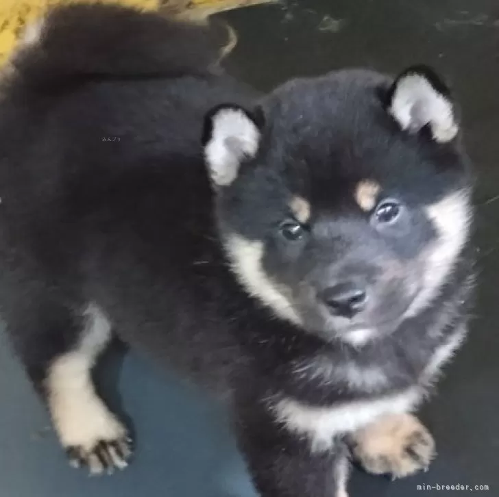 ゆきちゃん 様のお迎えした子犬