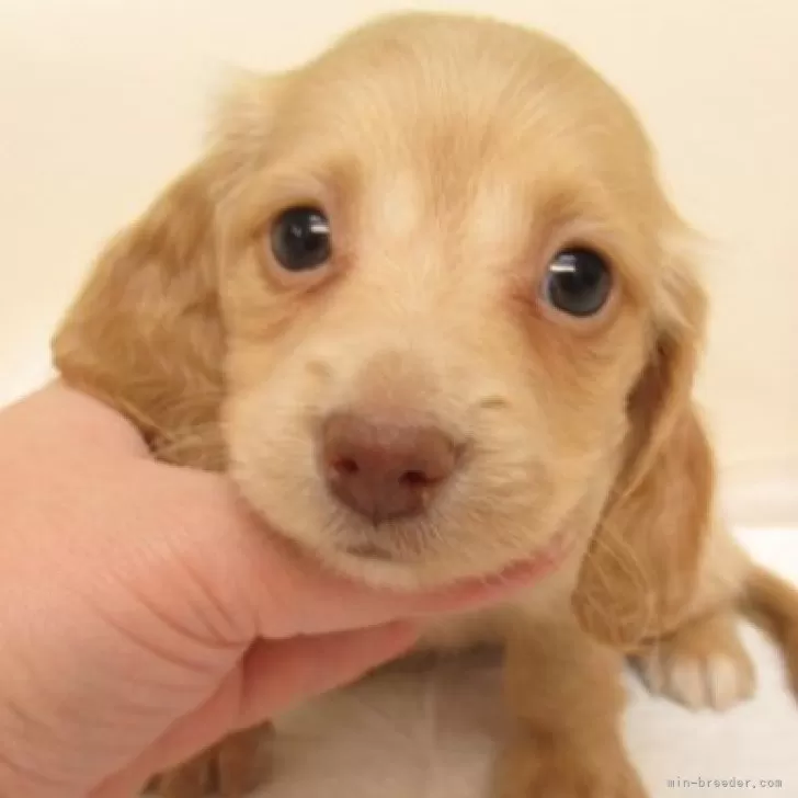 あい 様のお迎えした子犬