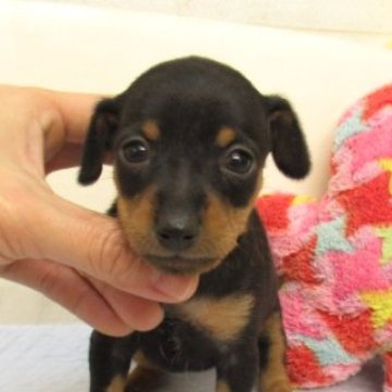 ミニチュアピンシャーの子犬を探す｜ブリーダー直販の子犬販売【みんなのブリーダー】