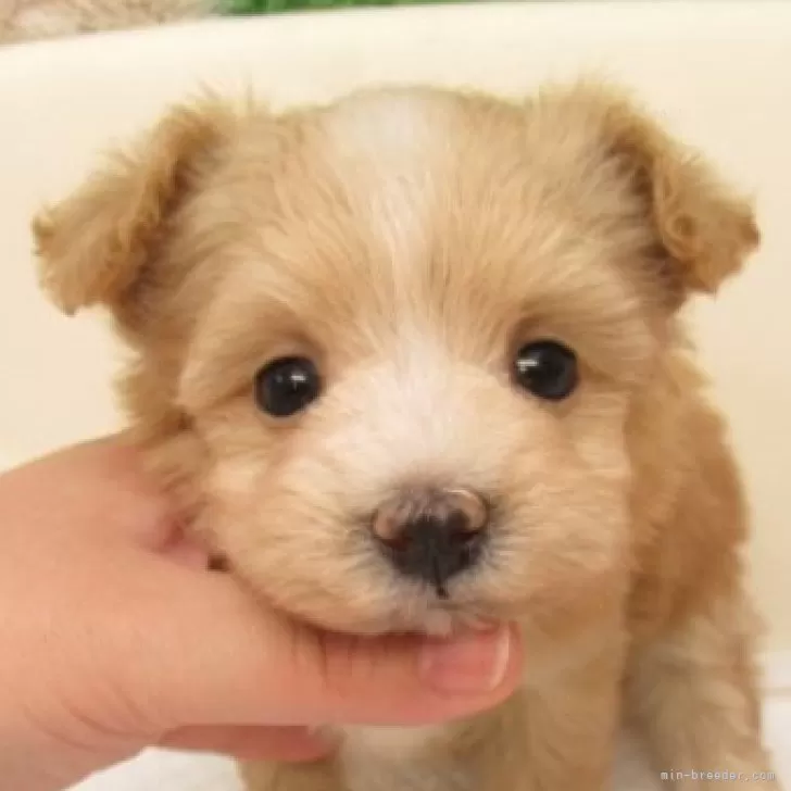 かお 様のお迎えした子犬