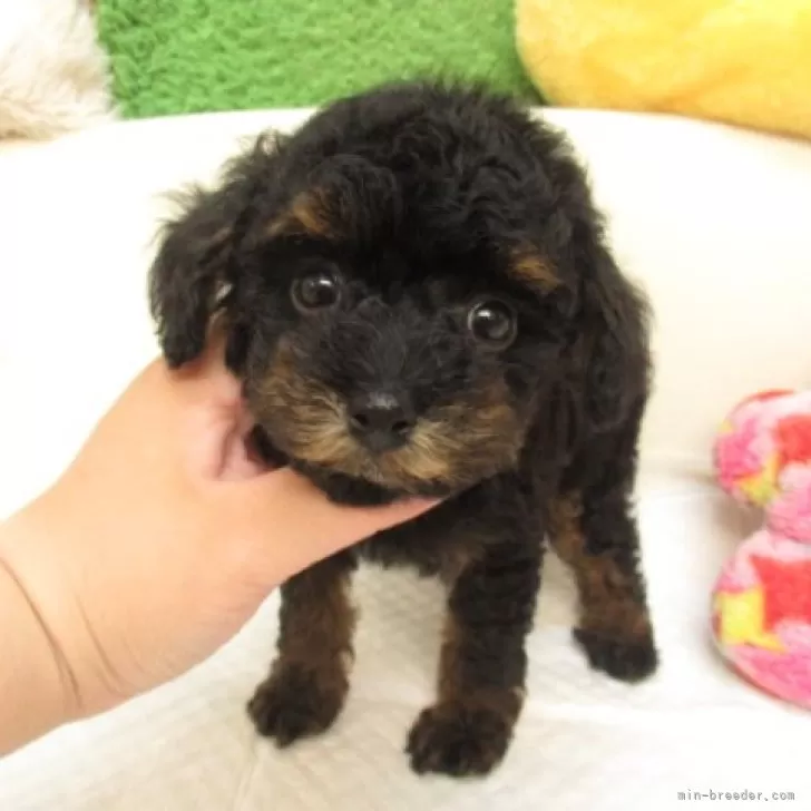 N.K 様のお迎えした子犬