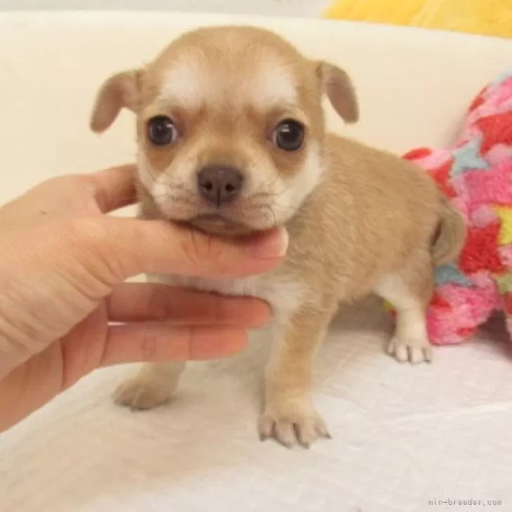 サイキ 様のお迎えした子犬