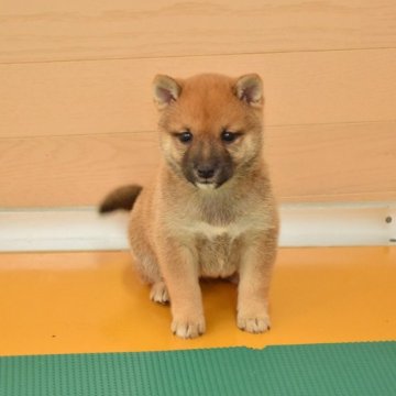 柴犬(豆柴)【千葉県・男の子・2025年2月15日・赤】の写真「まんまるお目々の可愛い男の子です」