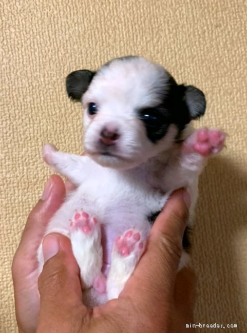 犬 まるまる