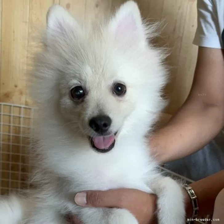 しまちゃん 様のお迎えした子犬