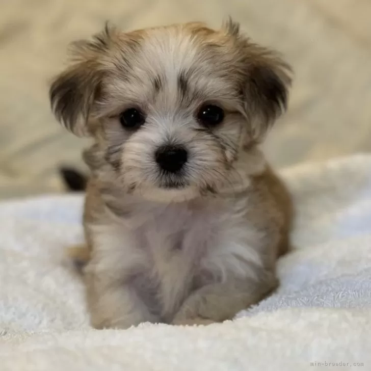 つみき 様のお迎えした子犬