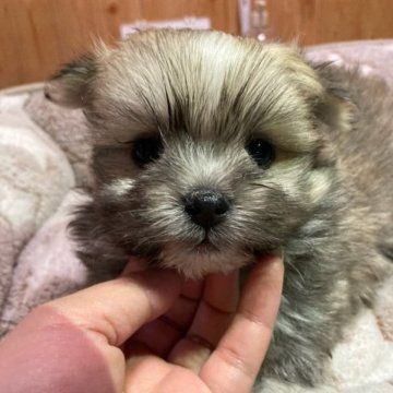 ミックス(マルチーズ×ポメラニアン)【大分県・男の子・2023年2月14日・オレンジパーティ】の写真「目元をカットしたのでお目目がパッチリしました」