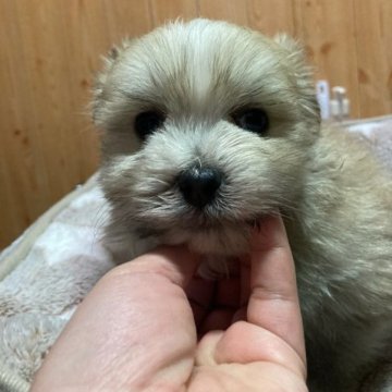 ミックス(マルチーズ×ポメラニアン)【大分県・男の子・2023年2月14日・オレンジパーティ】の写真「目元をカットしたのでお目目がパッチリしました」