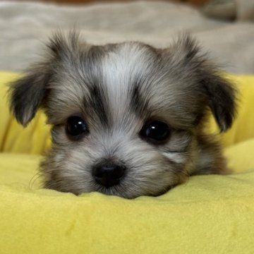 チワマル(マルチーズ×チワワ)【大分県・女の子・2024年6月21日・オレンジフォーン】の写真「まんまるおめめの女の子」