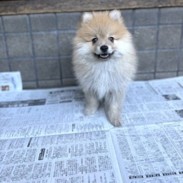 ポメラニアン【大分県・男の子・2023年9月23日・オレンジセーブル】の写真「眉毛が特徴の凛々しいお顔の男の子」