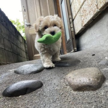 ミックス(マルチーズ×トイプードル)【大分県・男の子・2023年3月5日・カフェラテ】の写真「マーブル柄がとても綺麗です」