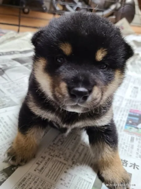 柴犬(標準サイズ)【茨城県・男の子・2021年5月8日・黒】の写真1