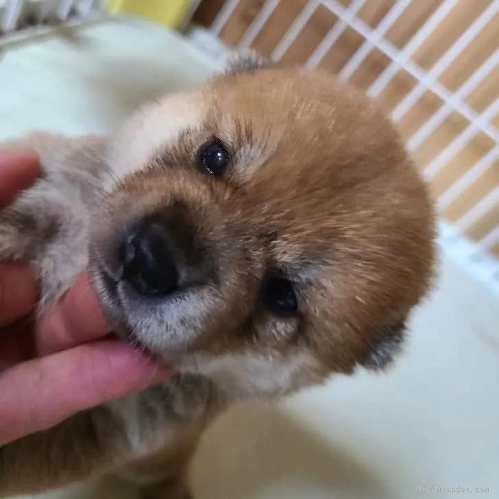 柴犬(標準サイズ)【茨城県・女の子・2022年7月13日・赤】の写真1