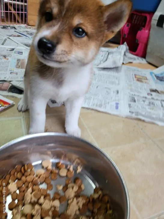 柴犬(標準サイズ)【茨城県・男の子・2021年5月8日・赤】の写真1