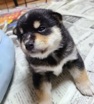 柴犬(標準サイズ)【茨城県・男の子・2021年5月8日・黒】の写真「鼻すじの通った男の子」