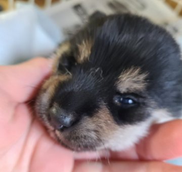 柴犬(標準サイズ)【茨城県・女の子・2021年3月3日・黒】の写真「可愛い黒女の子」