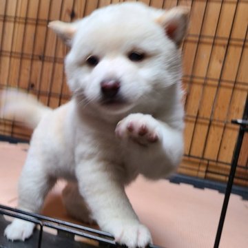 柴犬(標準サイズ)【茨城県・男の子・2024年1月10日・白】の写真「４兄妹末っ子 ちょっと小さめ男の子」