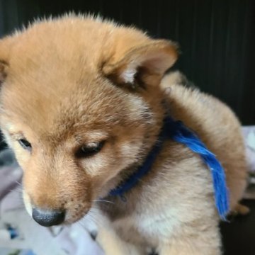 柴犬(標準サイズ)【茨城県・男の子・2024年4月19日・赤】の写真「長男 むちむち～🐶
とても 優しい目をしています」