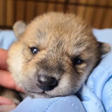 柴犬(標準サイズ)【茨城県・男の子・2022年11月13日・赤】の写真「おめめまん丸美男子柴犬」