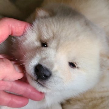 柴犬(標準サイズ)【茨城県・女の子・2021年3月3日・白】の写真「可愛い白美人さんです」