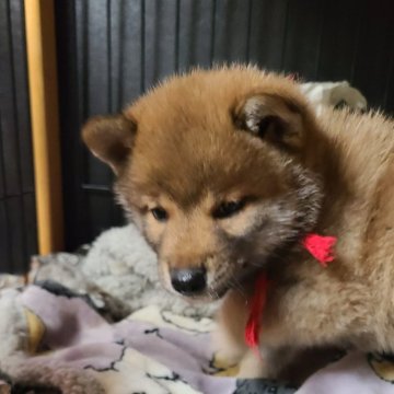 柴犬(標準サイズ)【茨城県・男の子・2024年4月19日・赤】の写真「四男です
タヌキ顔～🐶」