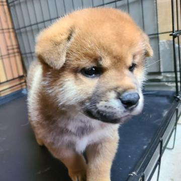 柴犬(標準サイズ)【茨城県・男の子・2022年7月13日・赤】の写真「これぞ 柴犬元気な男の子」