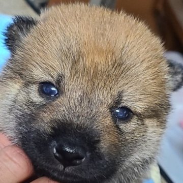 柴犬(標準サイズ)【茨城県・男の子・2023年7月27日・赤】の写真「ちょっと おっとりタイプの男の子」