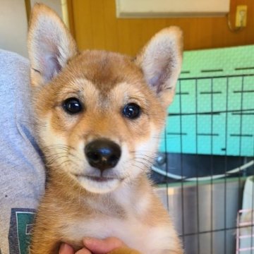 柴犬(標準サイズ)【茨城県・男の子・2023年7月27日・赤】の写真「３ヶ月の僕と 遊んでくれる オーナー様大募集中」