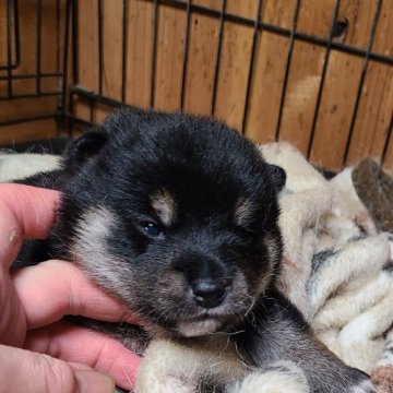 柴犬(標準サイズ)【茨城県・男の子・2024年3月20日・黒】の写真「チヤームポイントはハッキリした 麿眉」