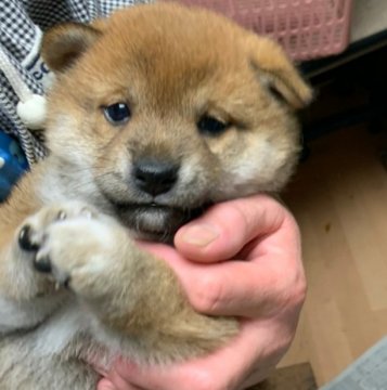 柴犬(標準サイズ)【茨城県・女の子・2020年10月27日・赤】の写真「ちょっと小さめな女の子です」