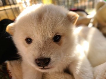 柴犬(標準サイズ)【茨城県・女の子・2021年10月27日・白】の写真「優しいお顔の女の子」