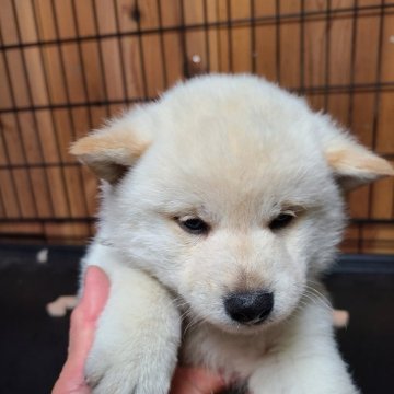 柴犬(標準サイズ)【茨城県・男の子・2024年1月10日・白】の写真「第二子ムチムチボディ男の子」