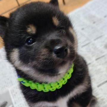 柴犬(標準サイズ)【茨城県・男の子・2022年10月1日・黒】の写真「小ぶりな黒男の子」