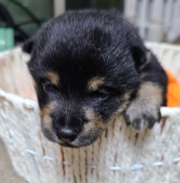 柴犬(標準サイズ)【茨城県・女の子・2022年4月10日・黒】の写真「まんまるムチムチ 可愛い女の子」