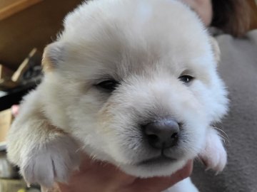 柴犬(標準サイズ)【茨城県・女の子・2021年3月3日・白】の写真「元気一杯白柴犬女の子」