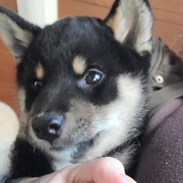 柴犬(標準サイズ)【茨城県・男の子・2022年10月1日・黒】の写真「可愛い仔犬の時に迎えて欲しいので
お値下げ」