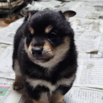 柴犬(標準サイズ)【茨城県・女の子・2022年11月13日・黒】の写真「可愛い黒女の子」