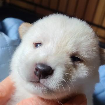 柴犬(標準サイズ)【茨城県・女の子・2022年11月13日・白】の写真「可愛い白女の子」