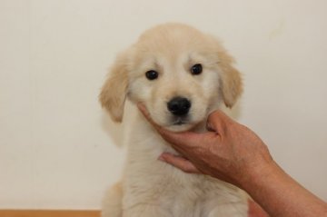 ゴールデンレトリバー【岩手県・男の子・2019年3月17日・ゴールド】の写真「やや白い毛色です」