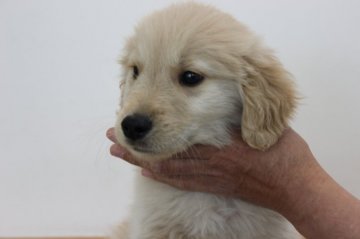 ゴールデンレトリバー【岩手県・男の子・2019年3月17日・ゴールド】の写真「パッチリした目です」