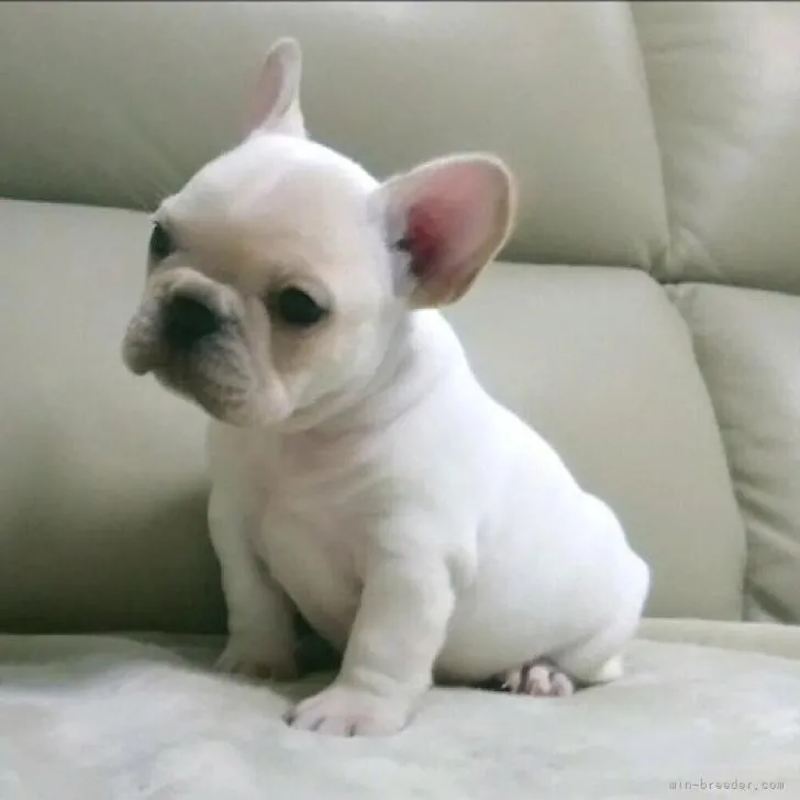 ID：2212-02482の子犬