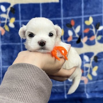 マルチーズ【大分県・男の子・2024年12月7日・ホワイト】の写真「お顔真ん丸さん🥰【仮名】カルくん🧡」