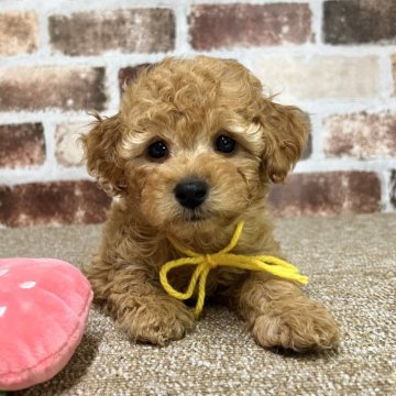 トイプードル(トイ)【大分県・女の子・2024年12月19日・アプリコット】の写真「垂れ目が可愛い私🥰🥰【仮名】ホルンちゃん💛」