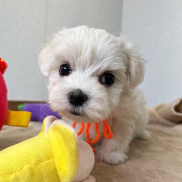 マルチーズ【大分県・男の子・2024年12月7日・ホワイト】の写真「お顔真ん丸さん🥰【仮名】カルくん🧡」